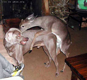 deerhumpdog.jpg